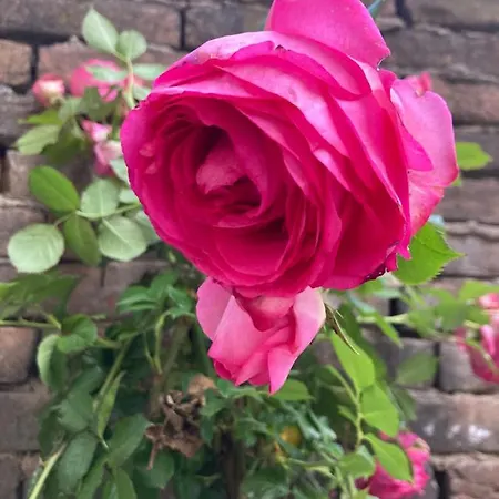 Delle Rose Πανσιόν *